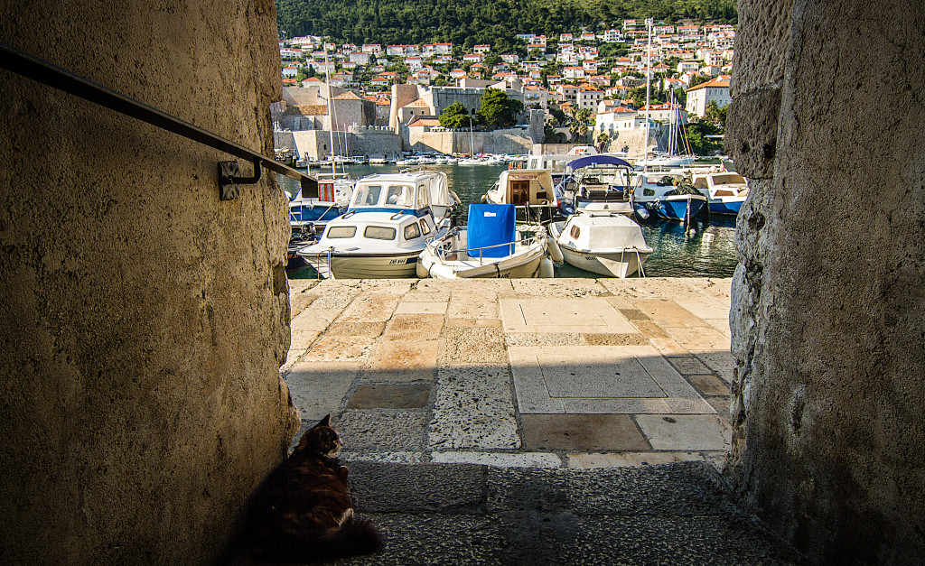 Cat overlooking Old Town Harbor Dubrovnik