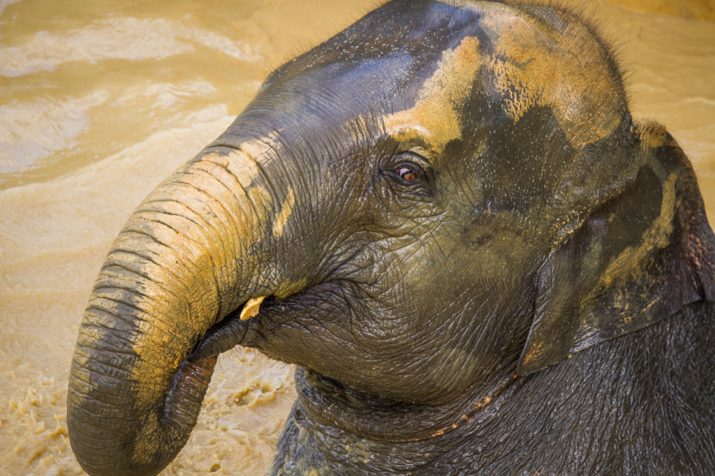 Elephant at Elephant Hills Thailand in Mud Pool