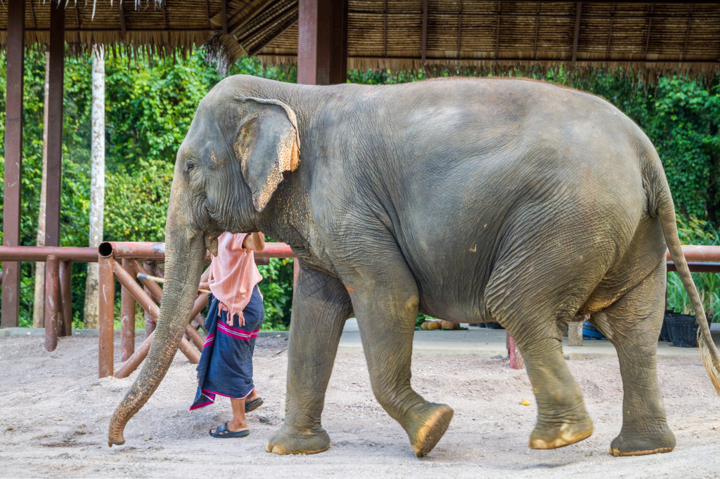 Mahout Walking Elephant in Thailand at Elephant Hills Khao Sok