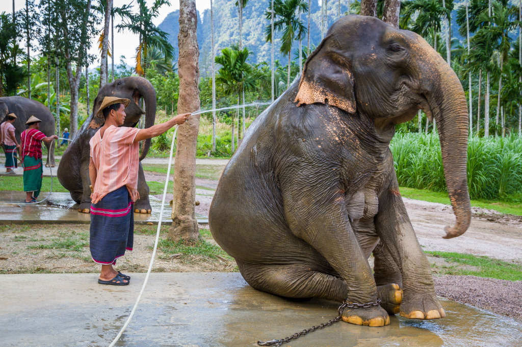 Mahout and Elephant getting clean in Thailand  at Elephant Hills Khao Sok