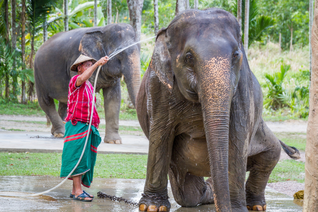 Mahout washes a female Asian Elephant in Thailand  at Elephant Hills Khao Sok