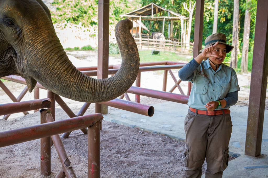 Thai guide demonstrating how elephants use their trunks in Thailand  at Elephant Hills Khao Sok