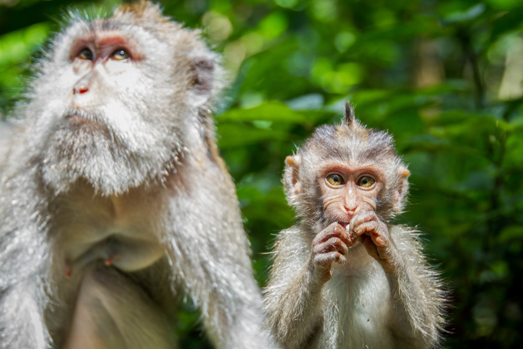 Baby Monkey stares at camera in Sacred Monkey Forest Ubud Indonesia