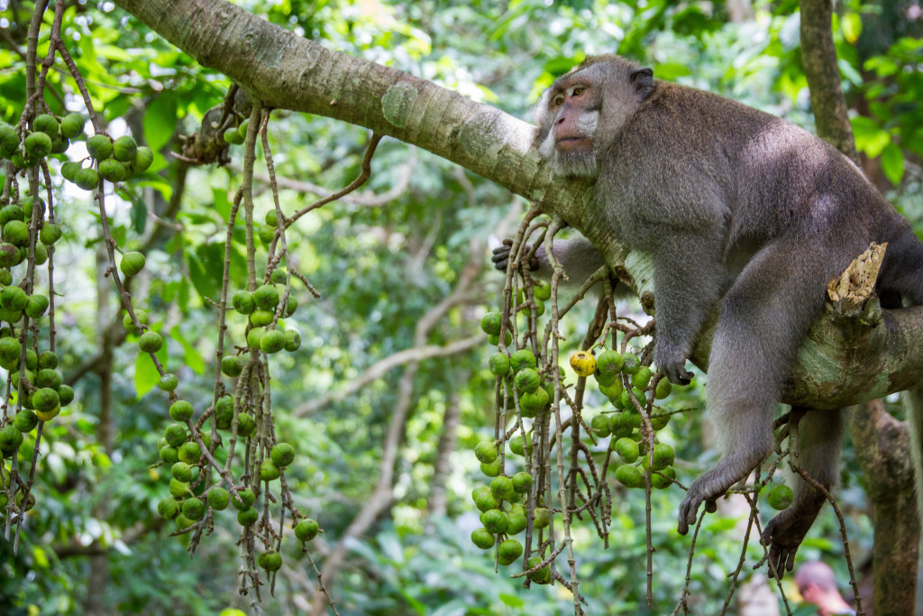 Big male Monkey rest in tree at Sacred Monkey Forest Ubud Indonesia