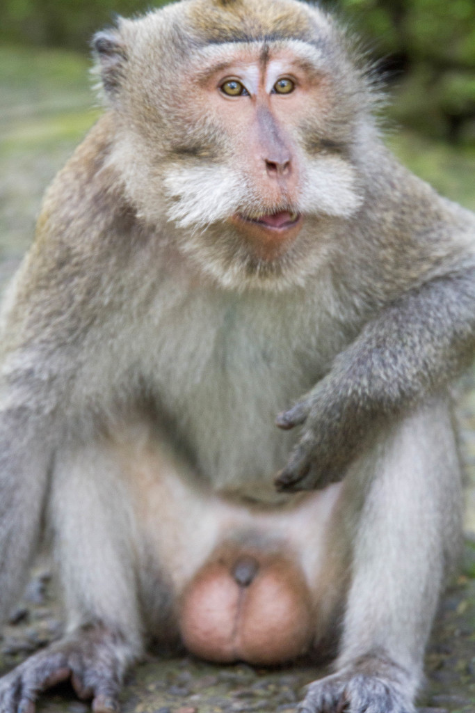 Happy Make Monkey at Sacred Monkey Forest Ubud Indonesia