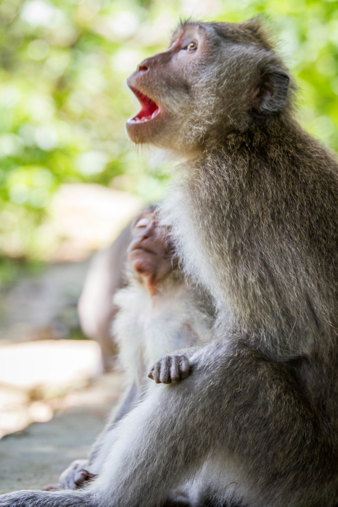 Monkey Call at Sacred Monkey Forest Ubud Indonesia