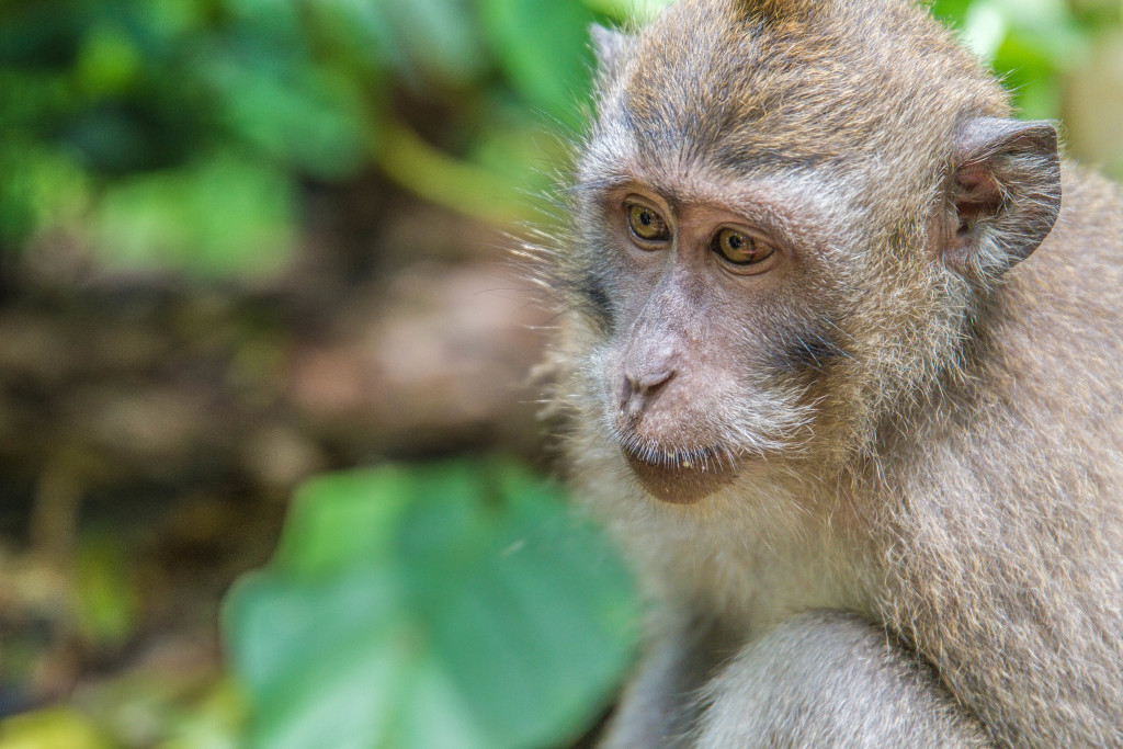 Monkey eyes at Sacred Monkey Forest Ubud Indonesia