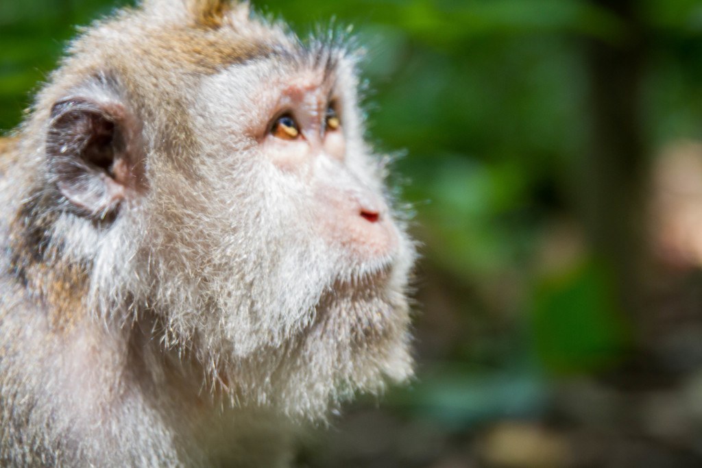 Monkey looks to Heaven at Sacred Monkey Forest Ubud Indonesia