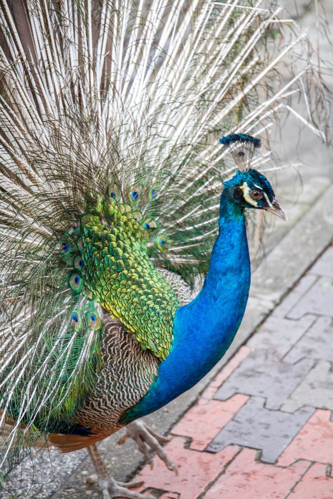 Peacock at Kuala Lumpur Bird Park