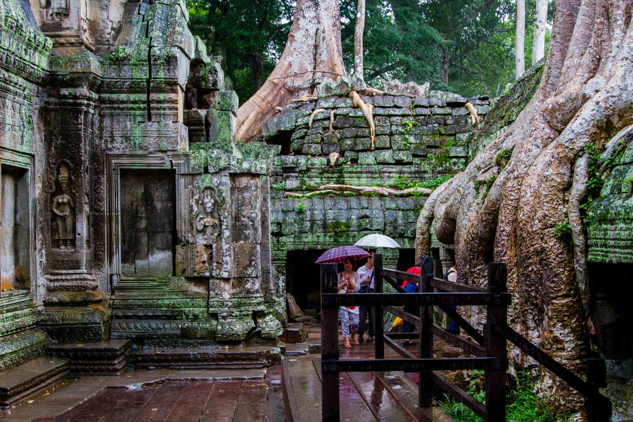 Trees at Ta Prohm Angkor Thom Angkor Wat Cambodia
