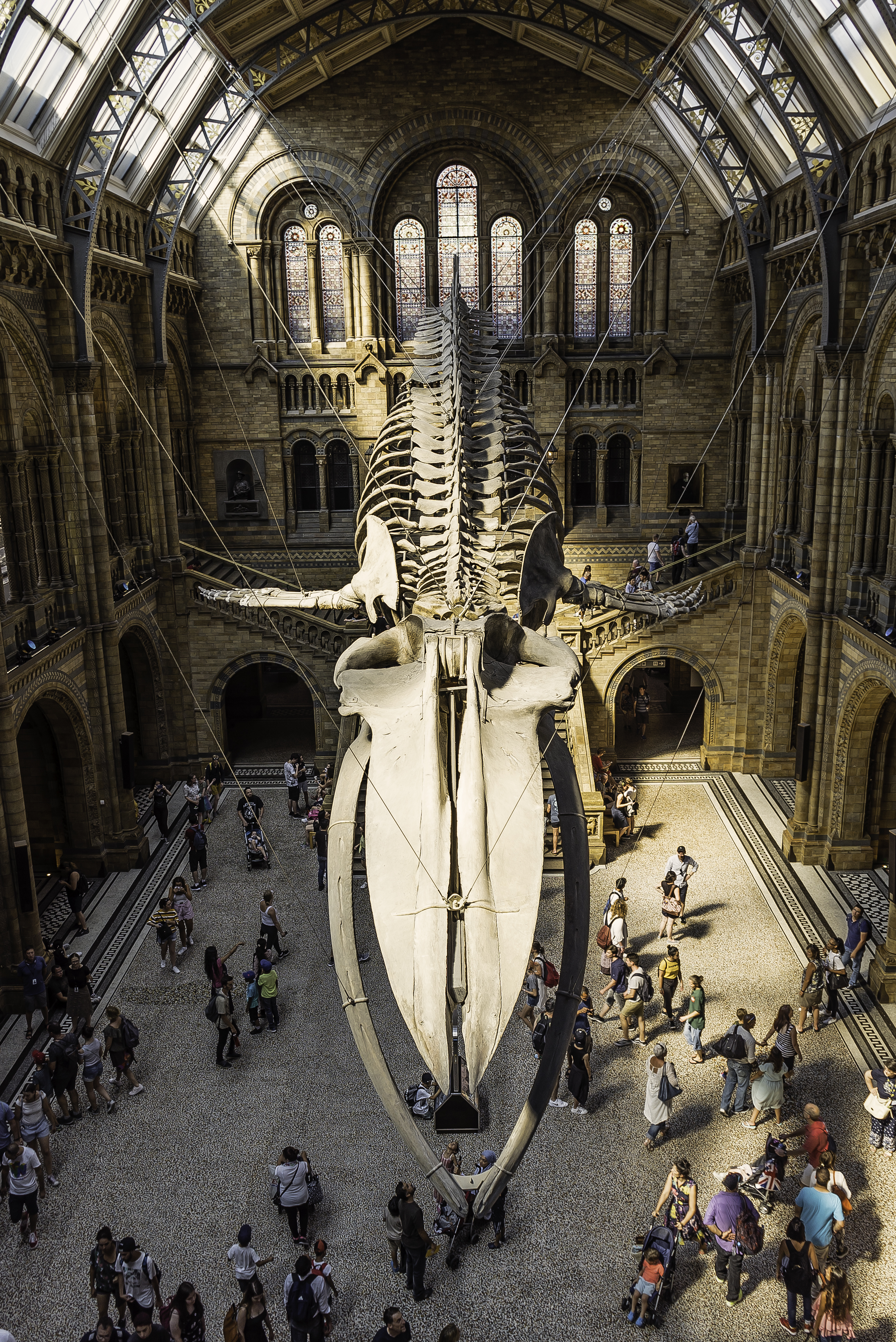 Hope The Blue Whale Skeleton Natural History Museum London